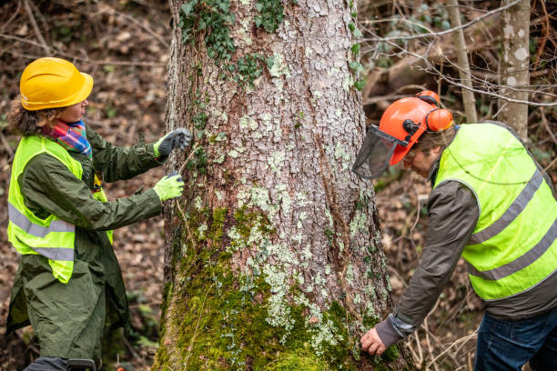 Professional Tree Removal Services in Norman Park, GA